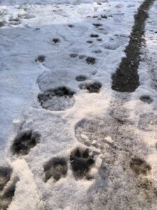 狸の足跡