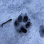たぬきの足あとが雪にくっきり!落花生の獣害対策