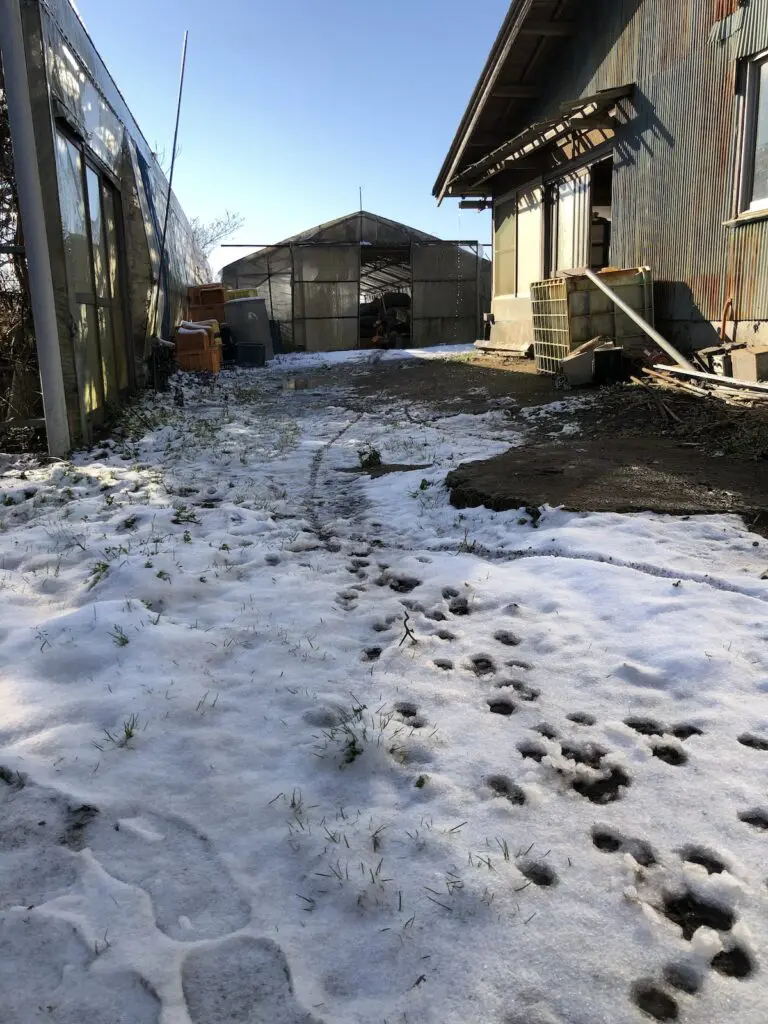 手前の雪には、たぬきの足跡がついています。