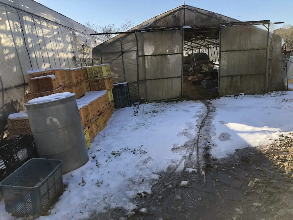 ハウスの前の雪には、たぬきの足跡がありません。