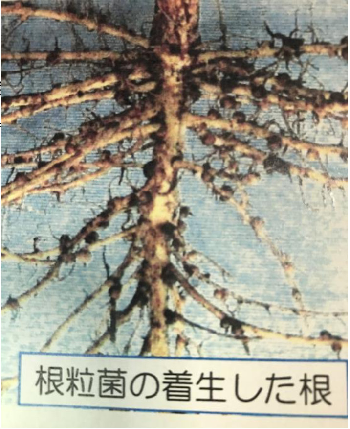 落花生の根に着生した根粒菌