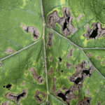 落花生が枯れる原因｜病気（褐斑病・茎腐病・白絹病）と対策方法