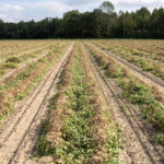 落花生の歴史・世界と日本での発祥や作付け面積の変化